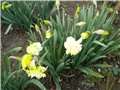 narcisi